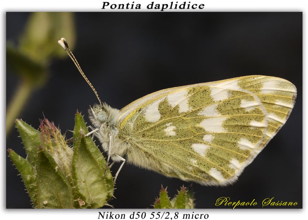 Pontia daplidice